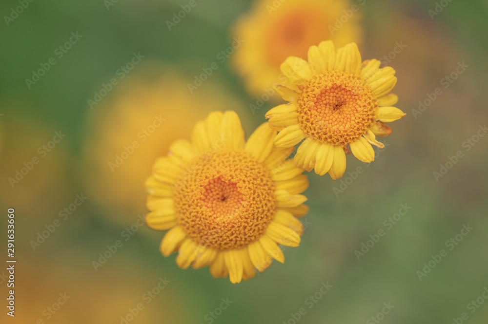 Gelbe Blumen - Färberkamille ( Cota tinctoria ) Gelbe Blumen - Färberkamille ( Cota tinctoria )