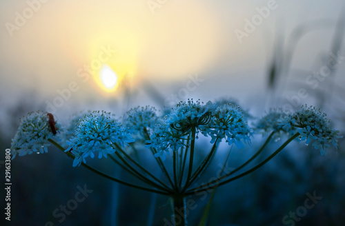 Romantische wilde weiße Blüten bei Sonnenaufgang photo