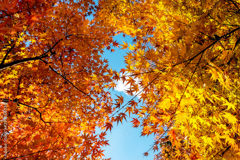 Momiji leaves that turn yellow on both stems. Momiji leaves that turn yellow on both stems.
