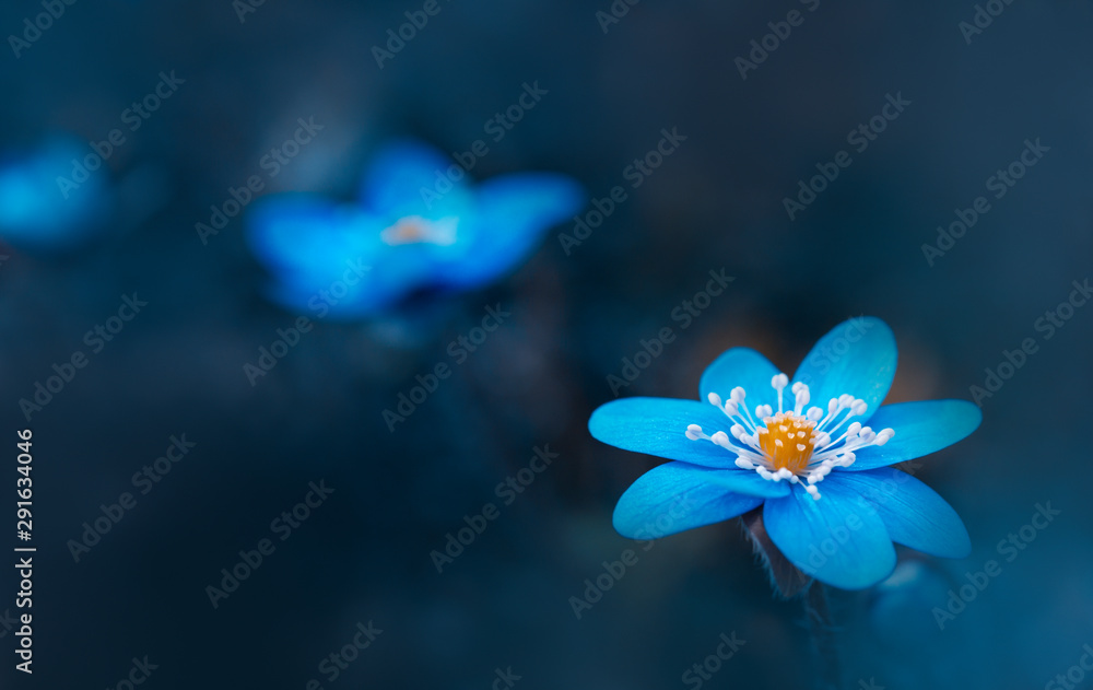 Blaue Blumen - Leberblümchen ( Hepatica nobilis ) - obrazy, fototapety, plakaty 