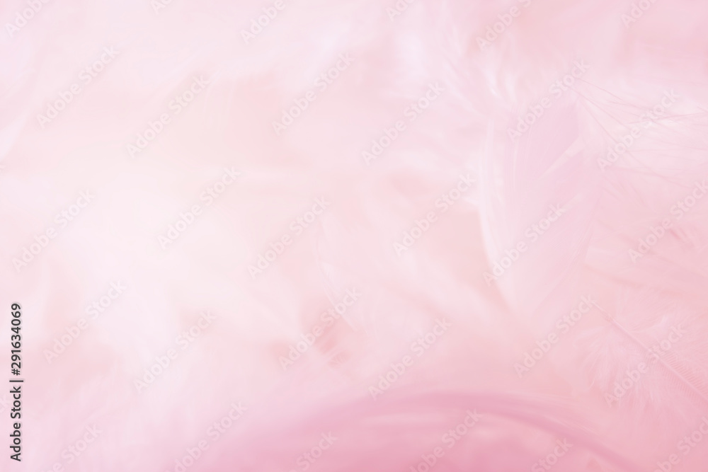 closeup soft pink feathers background