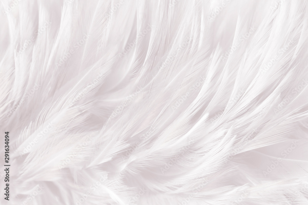 Fototapeta premium closeup feathers line texture background