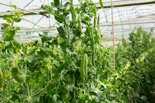 Картината върху платно Greenhouse with rows of peas plants