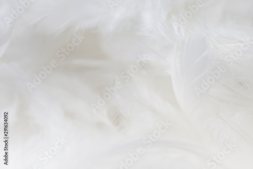softness of white feathers background