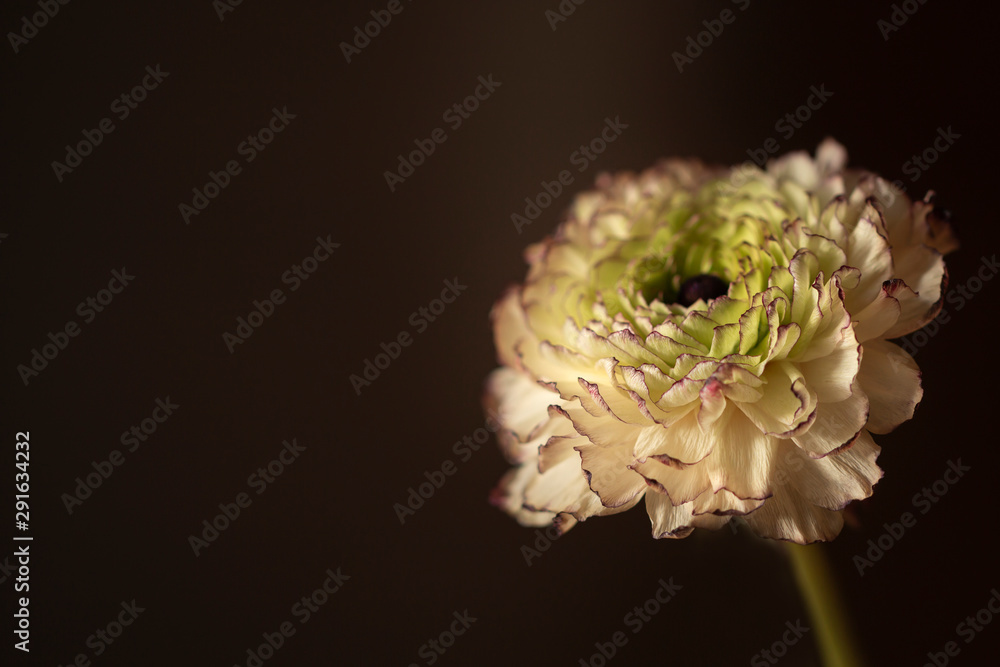 Zarte Blüte der Ranunkel ( Ranunculus asiaticus) - Blumen