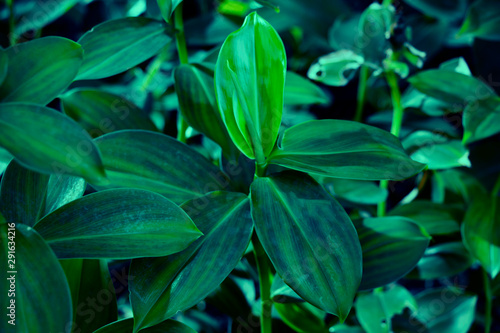 abstract green leaf texture  nature background  tropical leaf