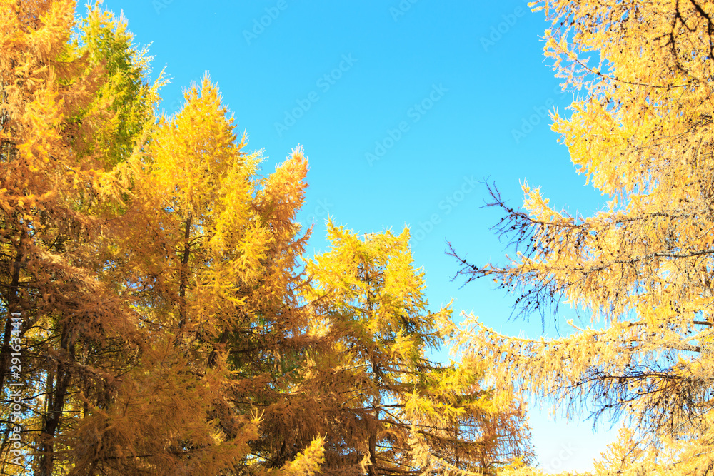 Autumn. Beautiful yellow birch leaves and branches of larch trees on a background of blue clear sky. Natural background. Place to insert text. Autumn. Beautiful yellow birch leaves and branches of larch trees on a background of blue clear sky. Natural background. Place to insert text.