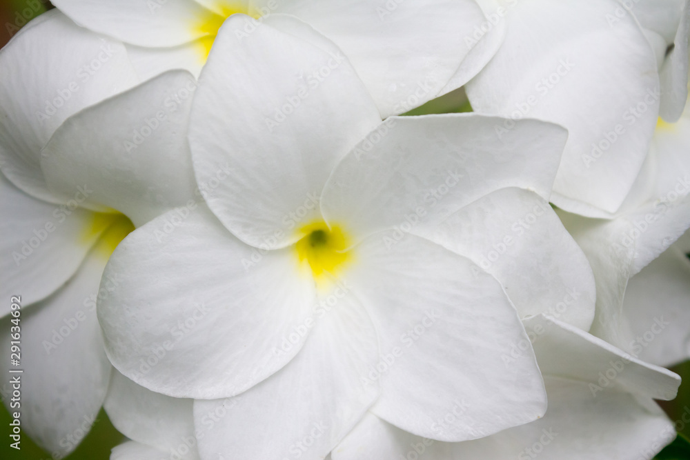 Fototapeta premium closeup of white flower
