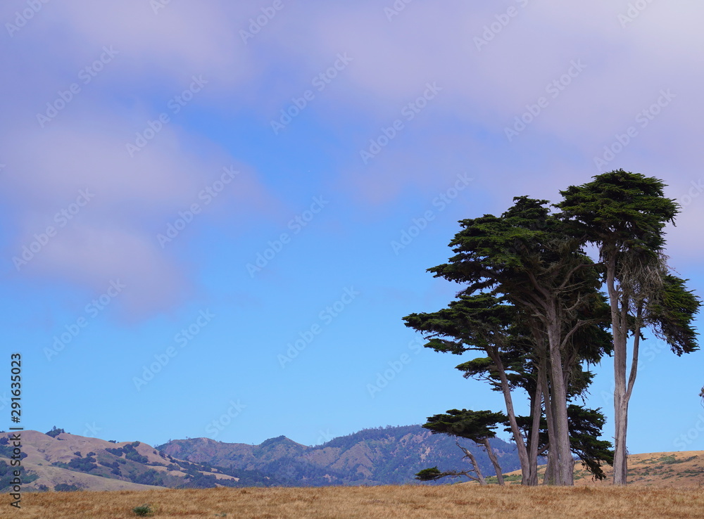 PCH Trees - California
