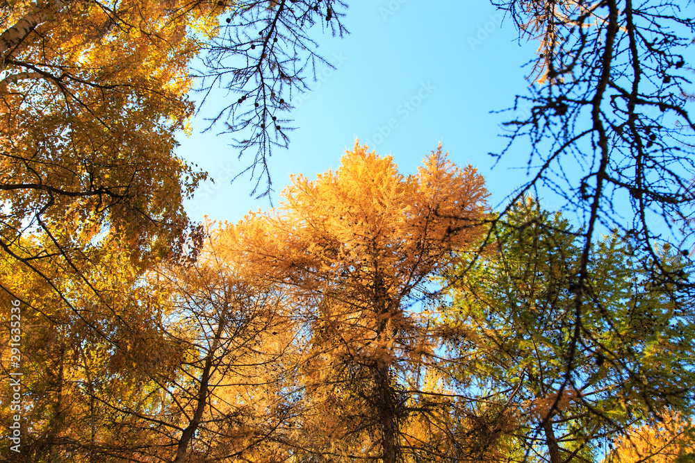 Fototapeta premium Autumn. Beautiful yellow birch leaves and branches of larch trees on a background of blue clear sky. Natural background. Place to insert text.