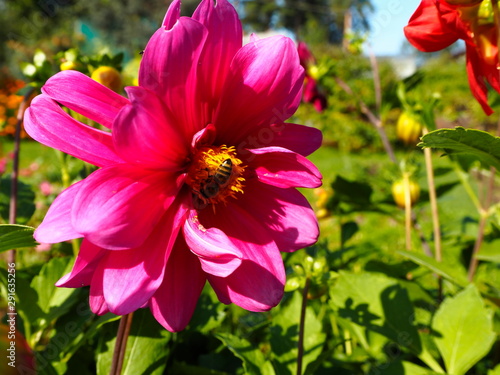 bright garden flower with a bee in the garden