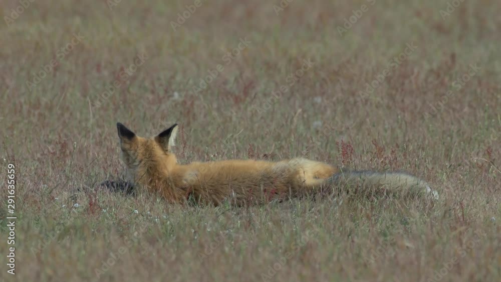 4K Young Red Fox Takes a Nap and Stays Cool on the Prairie 4K Young Red Fox Takes a Nap and Stays Cool on the Prairie
