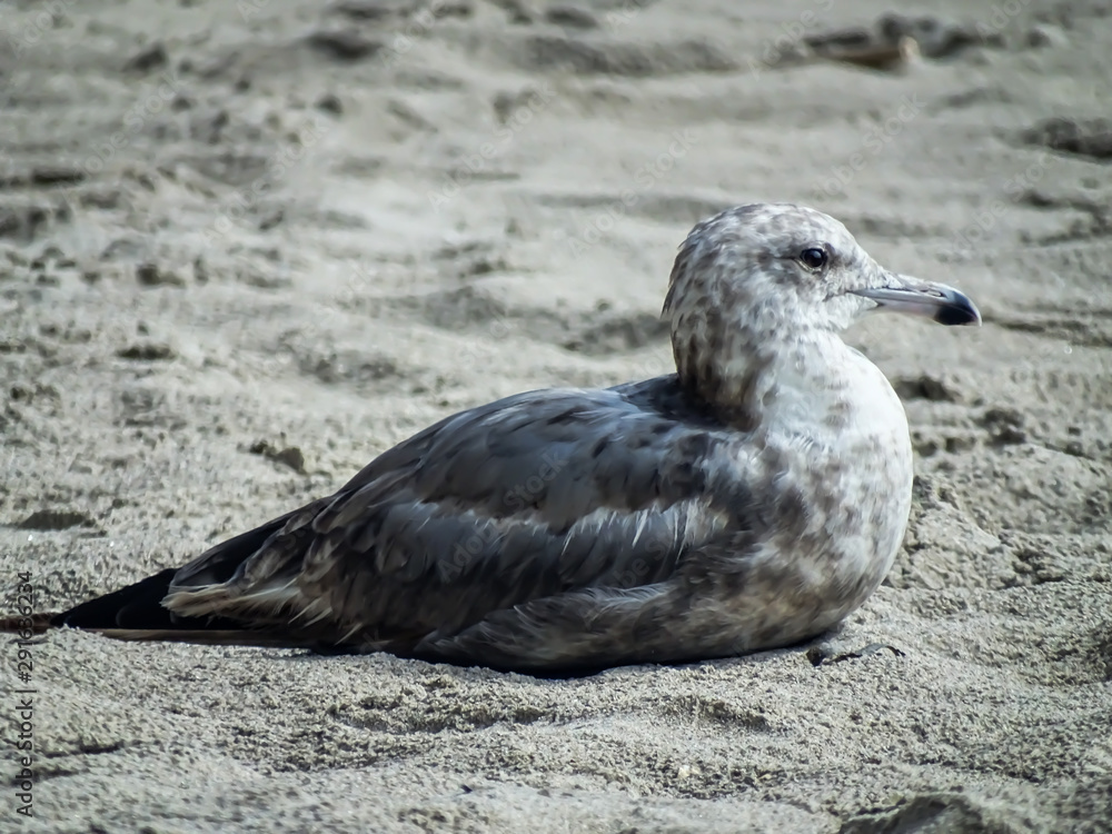 Fototapeta premium Resting