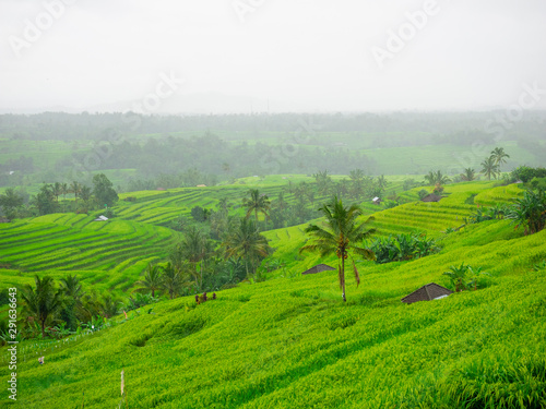 Rice field terrace at Bali,Indonesia.