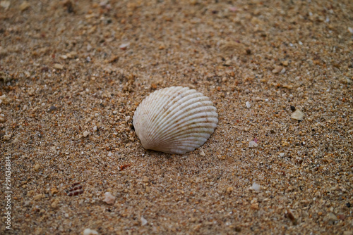 shell on the beach © Metha