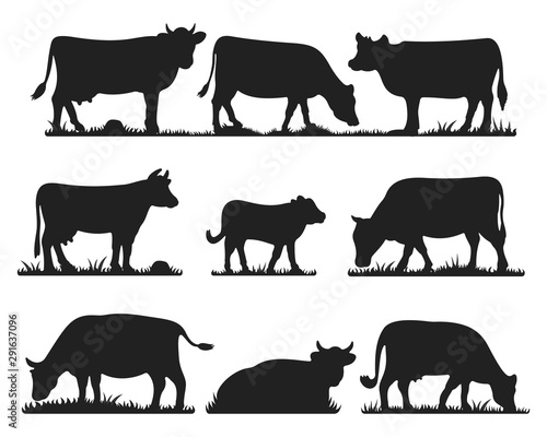 Cows in different poses vector set. Silhouettes of grass. Cow grazing on meadow.