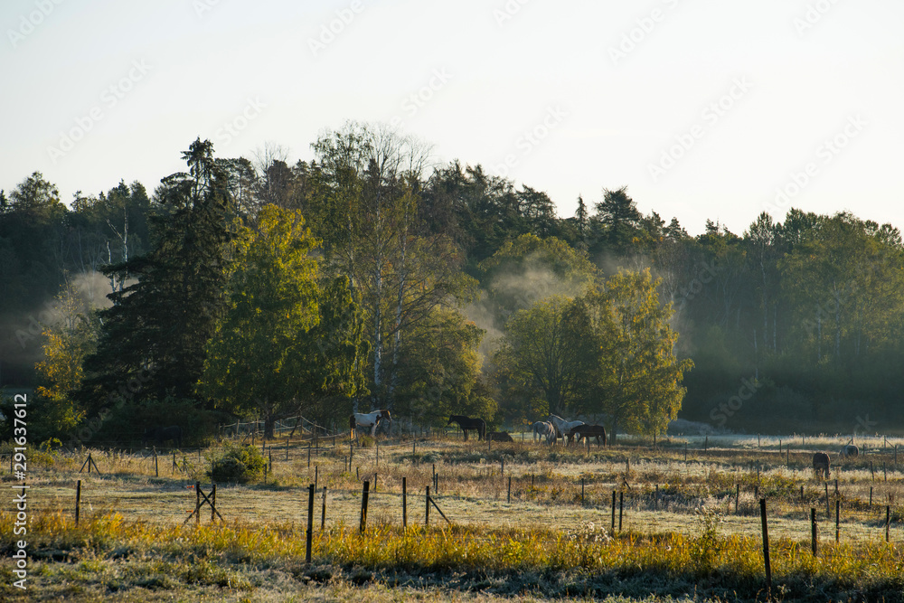 Fototapeta premium Horses in a frosty meadow in Stockholm