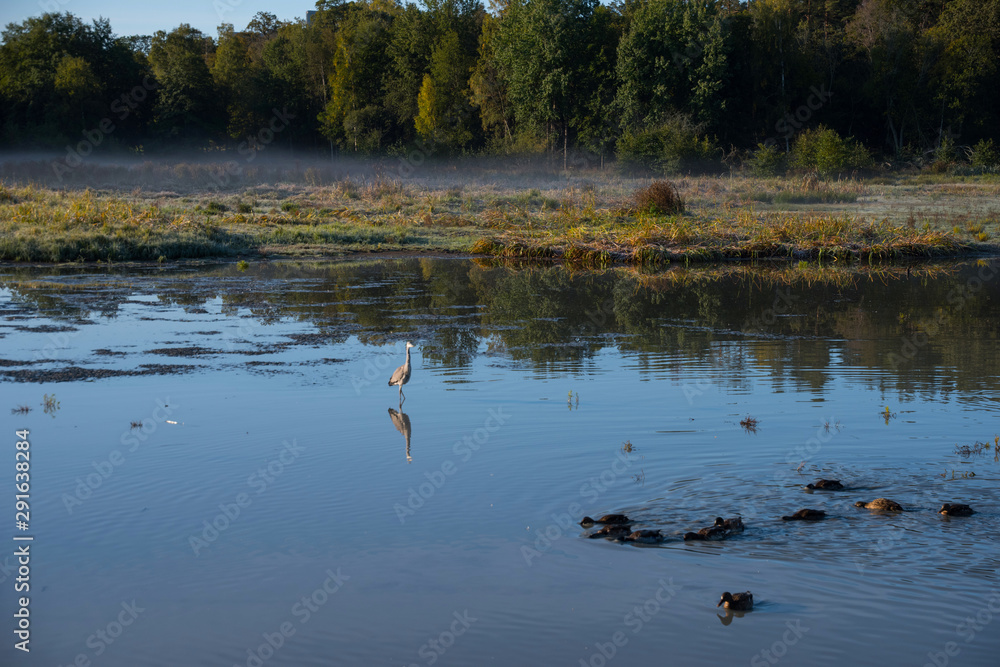 Heron and mallards in a pond an misty morning in Stockholm Heron and mallards in a pond an misty morning in Stockholm