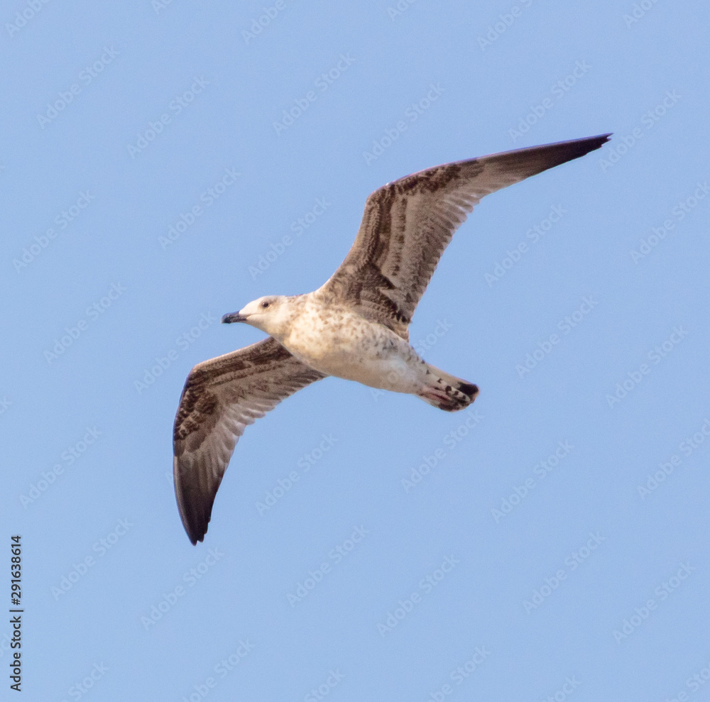 Obraz premium Seagull in flight against the blue sky