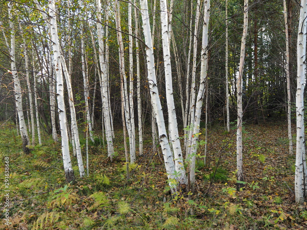 Obraz premium autumn forest in bright sunny weather