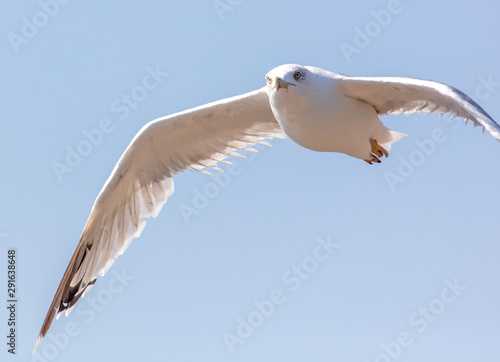 Seagull in flight against the blue sky