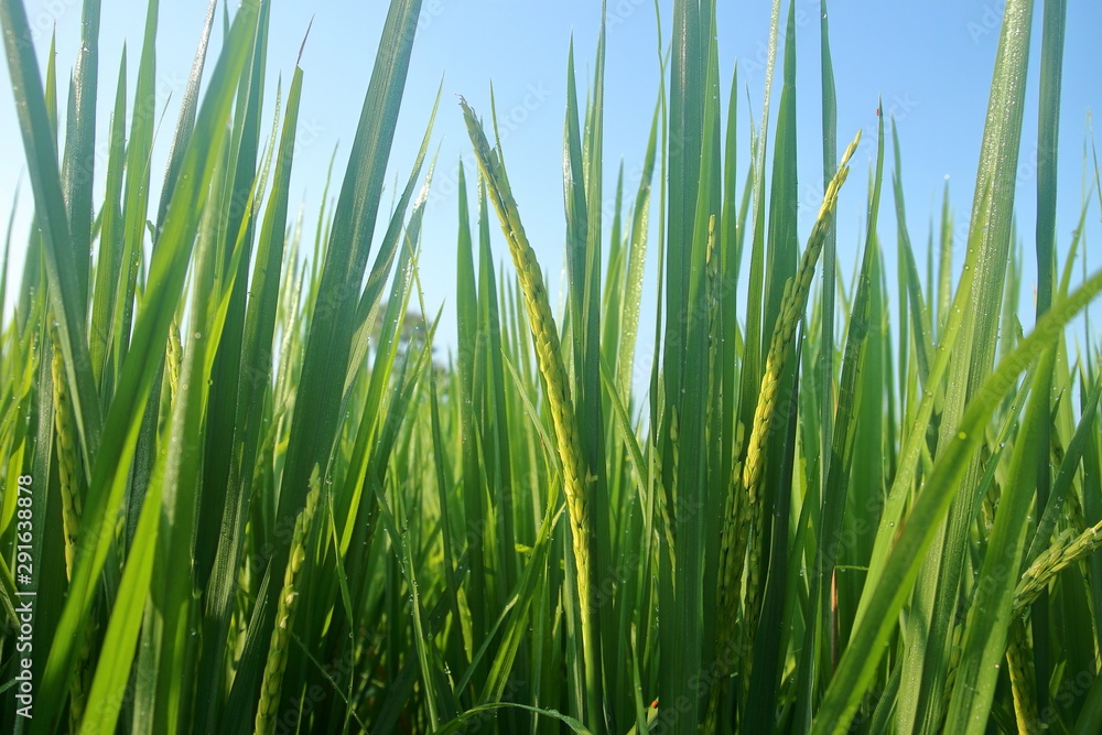 Close up of green paddy rice Close up of green paddy rice