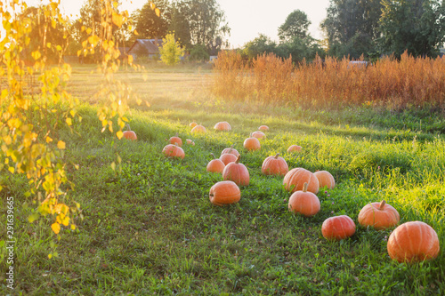 field with pumpkins at sunset