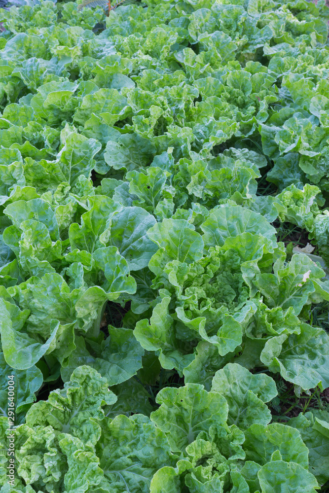fresh lettuce in the garden fresh lettuce in the garden