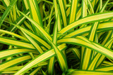 Yellow-green leaves have a natural green background.