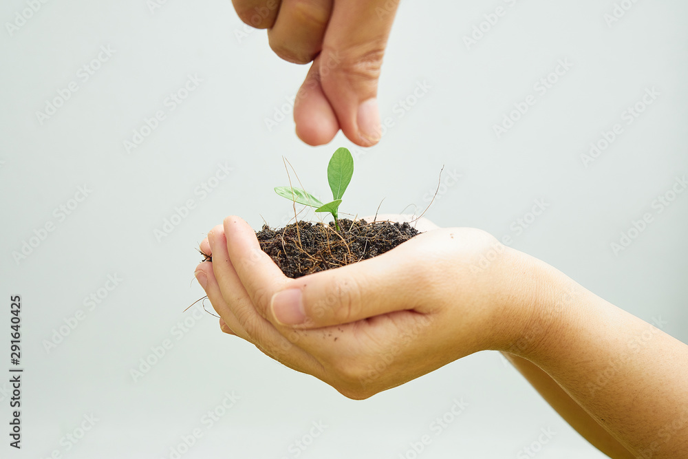 Fototapeta premium Two children's hands, learning to plant trees back to nature. With the teaching of his father, a white background.