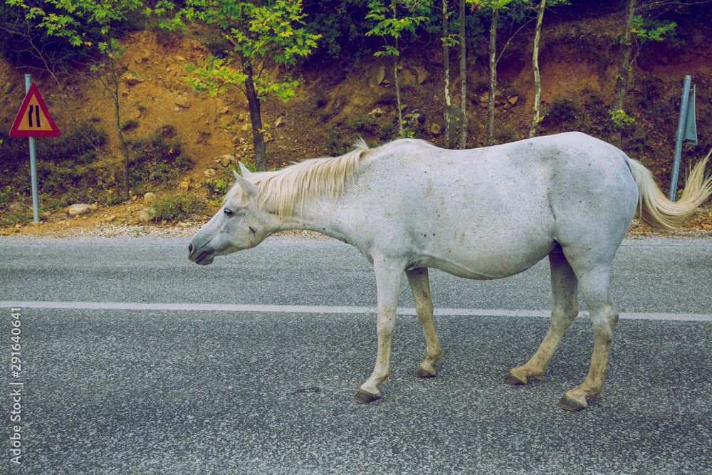 City Meteora, Greek Republic. White horse on the way in hill.12. Sep. 2019 City Meteora, Greek Republic. White horse on the way in hill.12. Sep. 2019