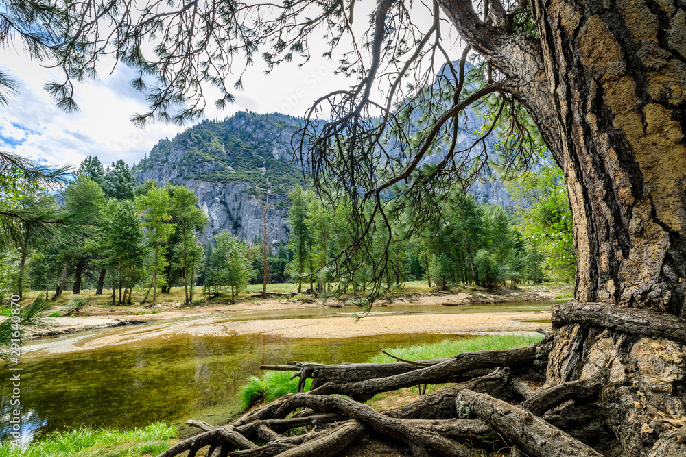 The huge trunk of a pine tree with twisted roots on the right and bottom with branches obscuring some of the view across the Merced river in Yosemite National Park