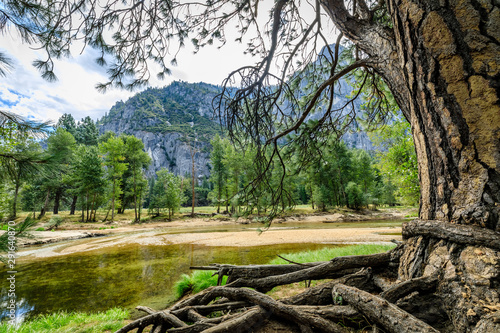 The huge trunk of a pine tree with twisted roots on the right and bottom with branches obscuring some of the view across the Merced river in Yosemite National Park