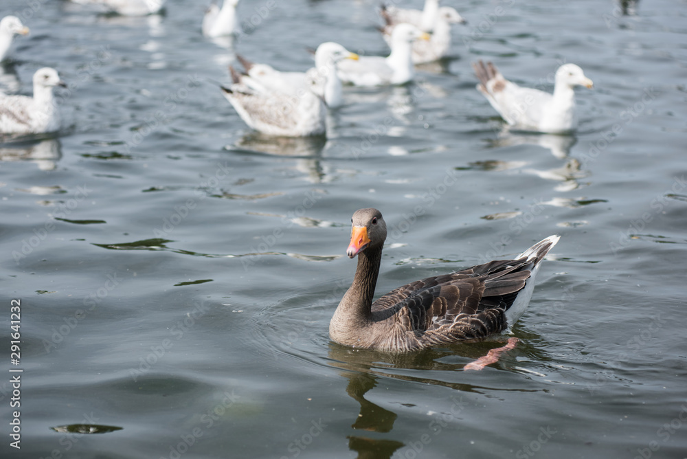 Fototapeta premium Ducks swimming 