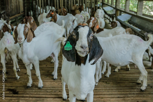The Boer goats were kept in a clean cage goat at the Boden goat farm in Serting, Negeri Sembilan. 