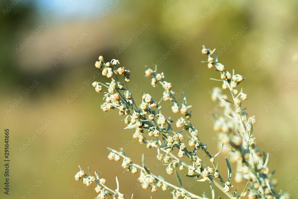 Wormwood grass on the field on a sunny summer day close-up