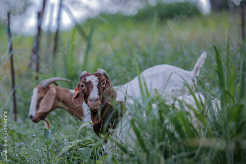 The boer goats were bred free range at the Boden goat farm in Serting, Negeri Sembilan.  © Aizuddin