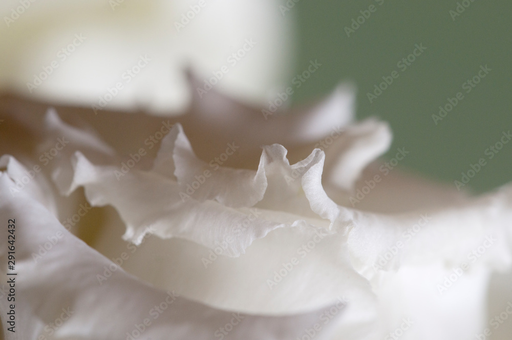 Eustoma flower fragment macro Eustoma flower fragment macro