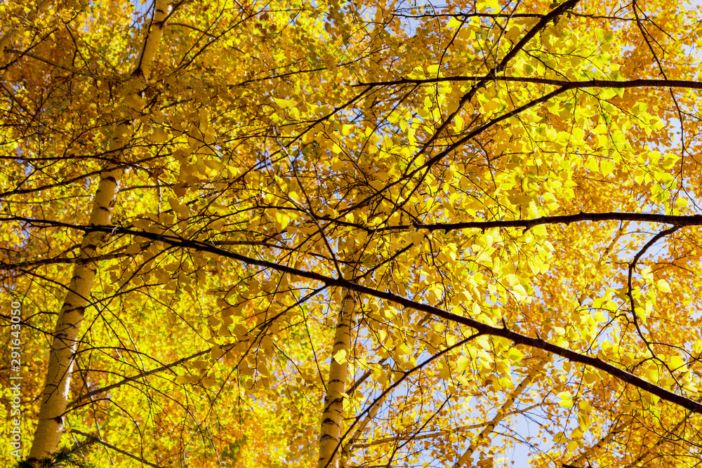 Autumn. Beautiful yellow birch leaves and branches of larch trees on a background of blue clear sky. Natural background. Place to insert text. Autumn. Beautiful yellow birch leaves and branches of larch trees on a background of blue clear sky. Natural background. Place to insert text.