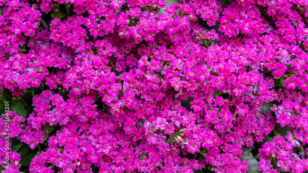 Deep pink Kalanchoe blossfeldiana flower in the garden.