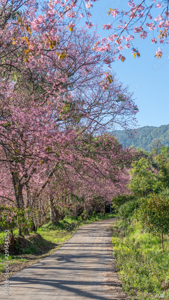 View of wild Himalayan cherry blossom in the Khun Wang Royal Project Development Center, Chiang Mai north of Thailand. View of wild Himalayan cherry blossom in the Khun Wang Royal Project Development Center, Chiang Mai north of Thailand.