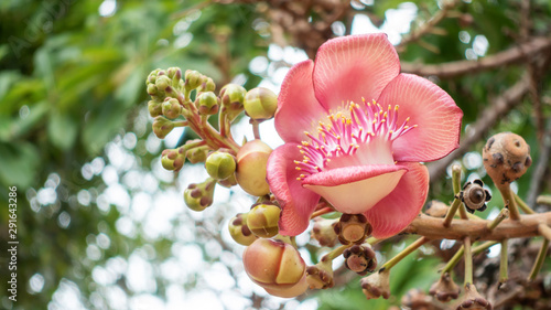 Shorea robusta or Cannonball flower in a garden. photo