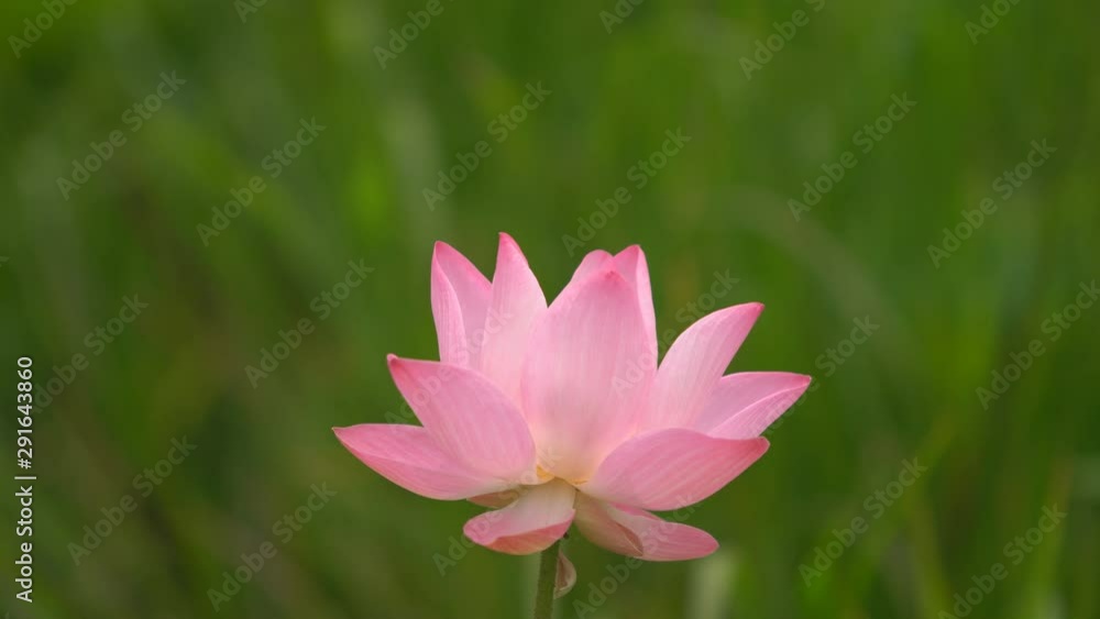 close up of pink lotus flower with green background close up of pink lotus flower with green background