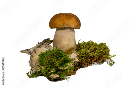 Fresh Boletus mushrooms and moss isolated on white