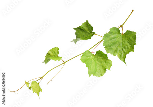 Fresh green grape leaves on white background