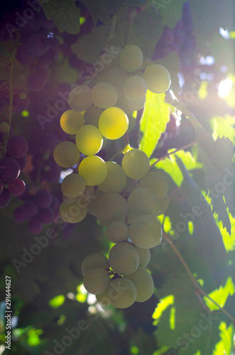 Large grones of grapes in the sunlight.