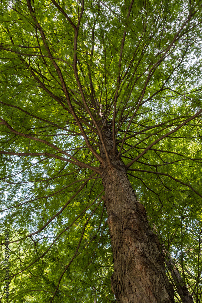 redwood tree inside park with dense branches covered with green foliage view from below redwood tree inside park with dense branches covered with green foliage view from below