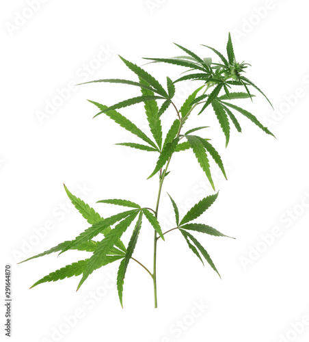 Branch of medical hemp on white background