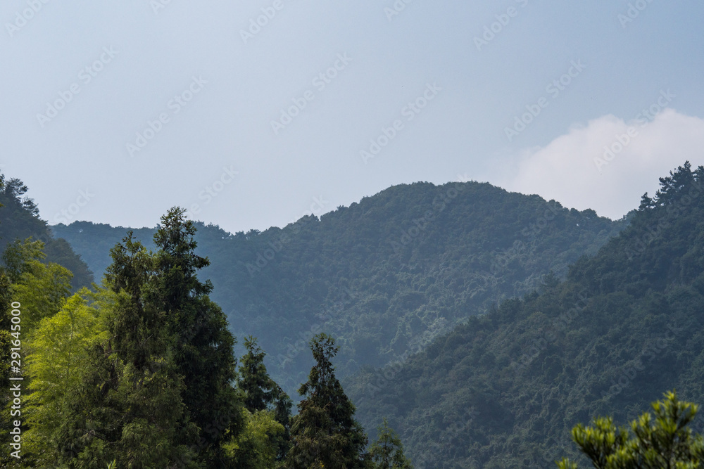 mountain range covered with dense forest under cloudy sky on a hazy day behind pine trees in the park