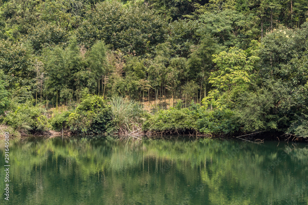 small lake by the edge of bamboo forest in the park with reflection of green foliage on the surface small lake by the edge of bamboo forest in the park with reflection of green foliage on the surface